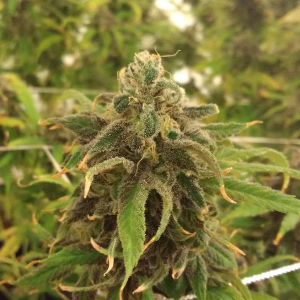 1752010605 1024x1024