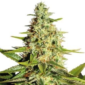 Afghan Outdoor feminized Seeds