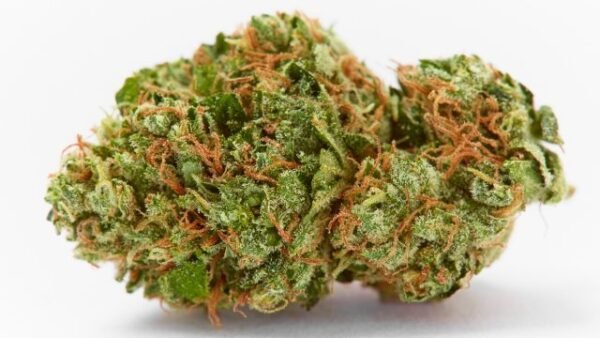 GMO Cookies strain
