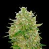 Grand Master Kush Strain - Image 2