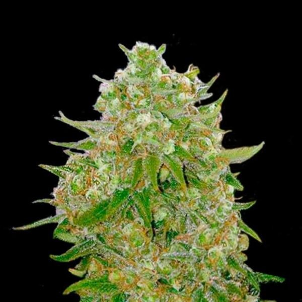 Grand Master Kush Strain - Image 2