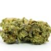 Grand Master Kush Strain