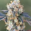Nyc Diesel Strain - Image 2