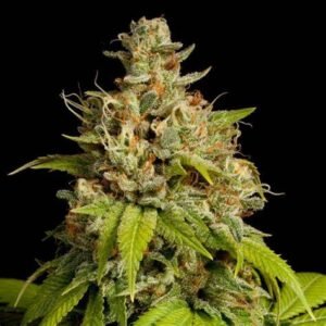 Durban Poison Feminized