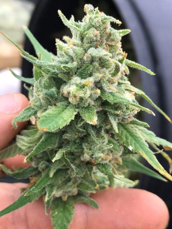 Blue Dream Feminized - Image 3