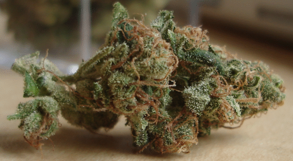 Sour Diesel Strain