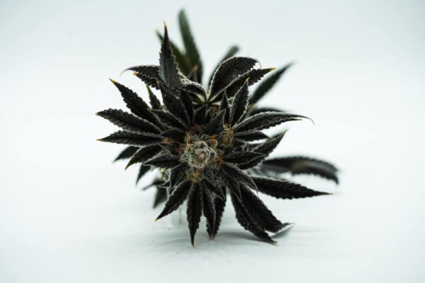 black runtz strain - Image 2