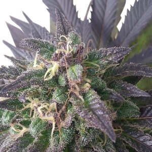 Blue Mystic Feminized