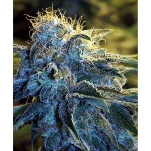 Nyc Diesel Strain