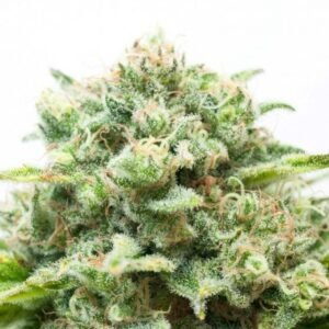 Diesel Feminized Seeds