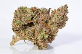 Stardawg marijuana strain