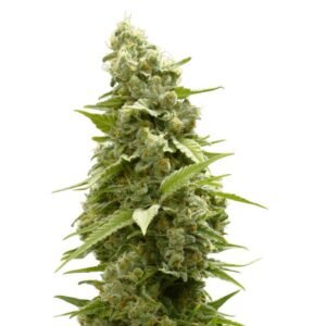 Girl Scout Cookies Feminized