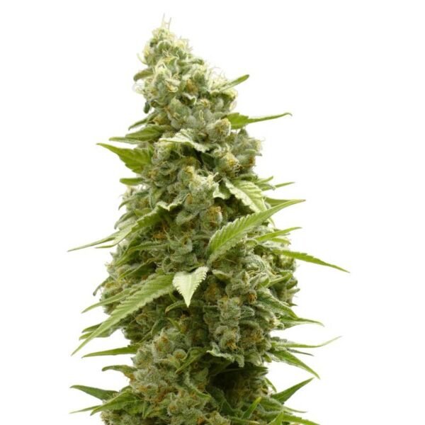 Girl Scout Cookies Feminized