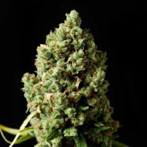 Jack Herer feminized