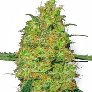 Master Kush Feminized