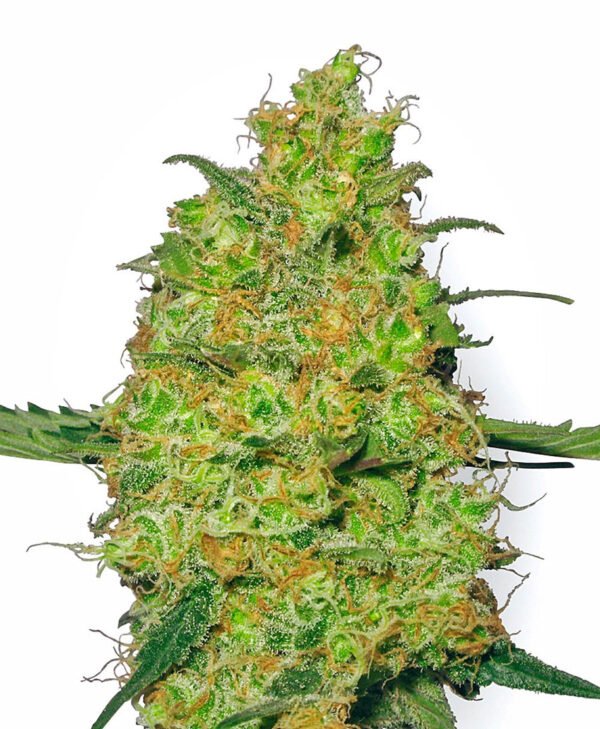 Master Kush Feminized
