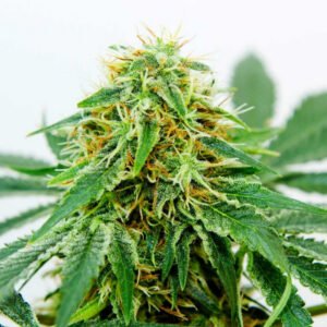 Northern Light x Shiva Feminized