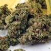 Mr Nice Guy Weed Strain - Image 2