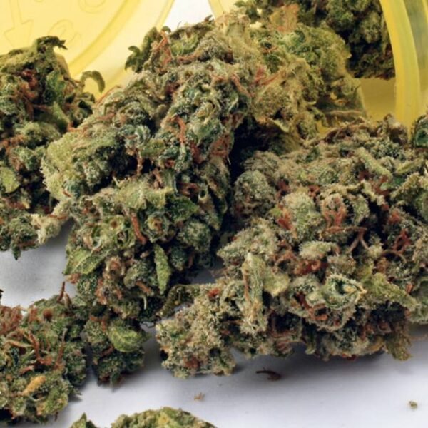 Mr Nice Guy Weed Strain - Image 2