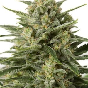 White Widow Feminized